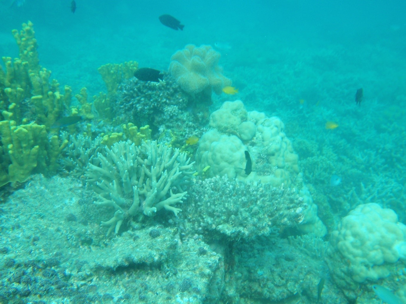 サンゴ礁で繰り広げられる生き物たちの生存戦略を解き明かしたい