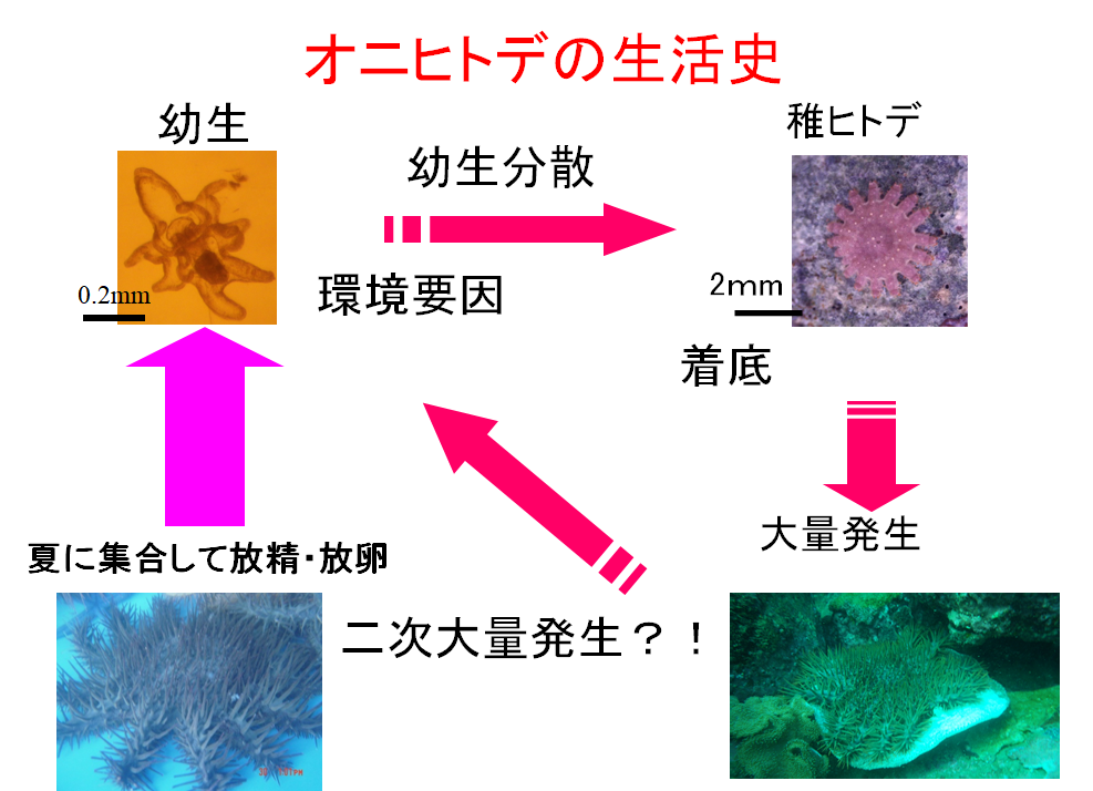 サンゴ礁で繰り広げられる生き物たちの生存戦略を解き明かしたい