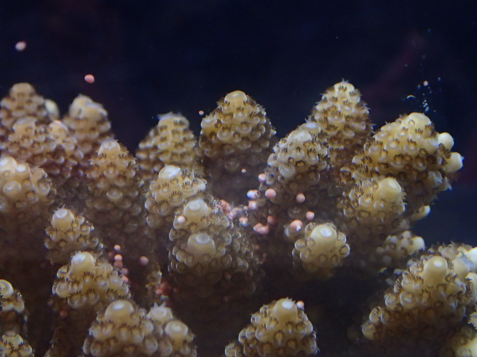 サンゴ礁で繰り広げられる生き物たちの生存戦略を解き明かしたい