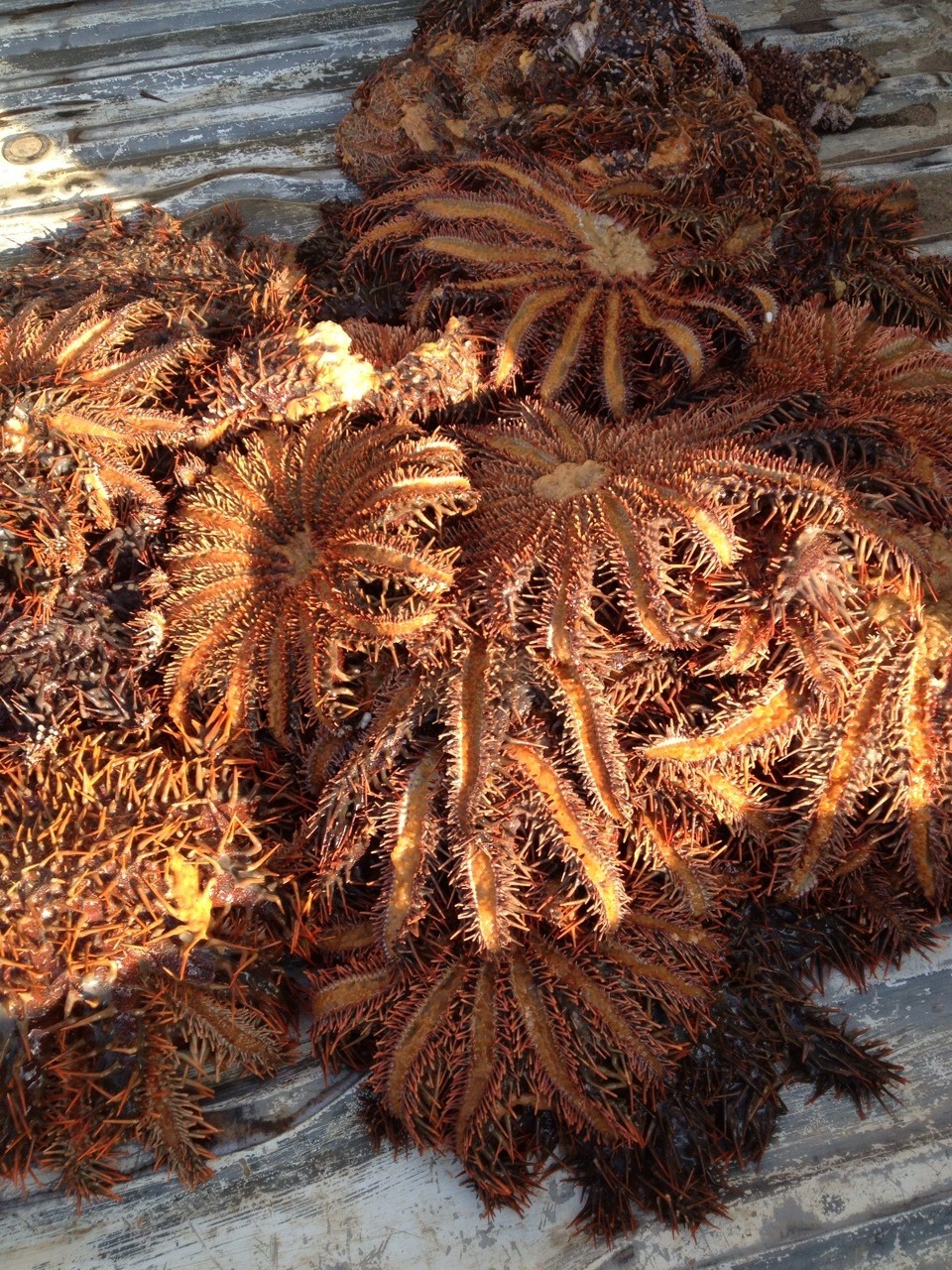 サンゴ礁で繰り広げられる生き物たちの生存戦略を解き明かしたい