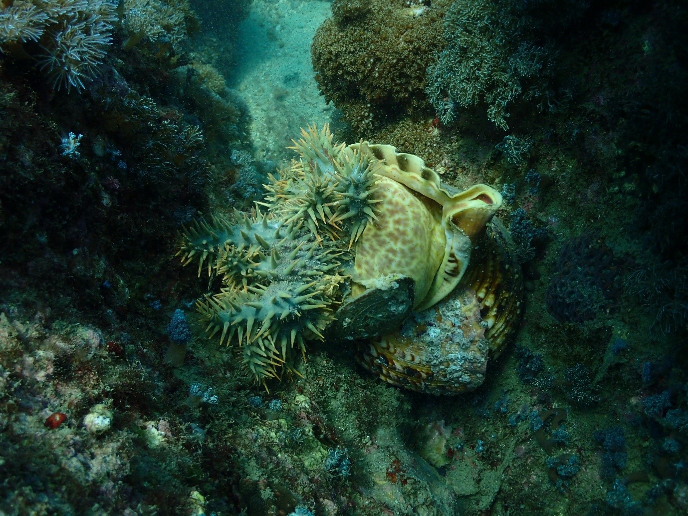 サンゴ礁で繰り広げられる生き物たちの生存戦略を解き明かしたい